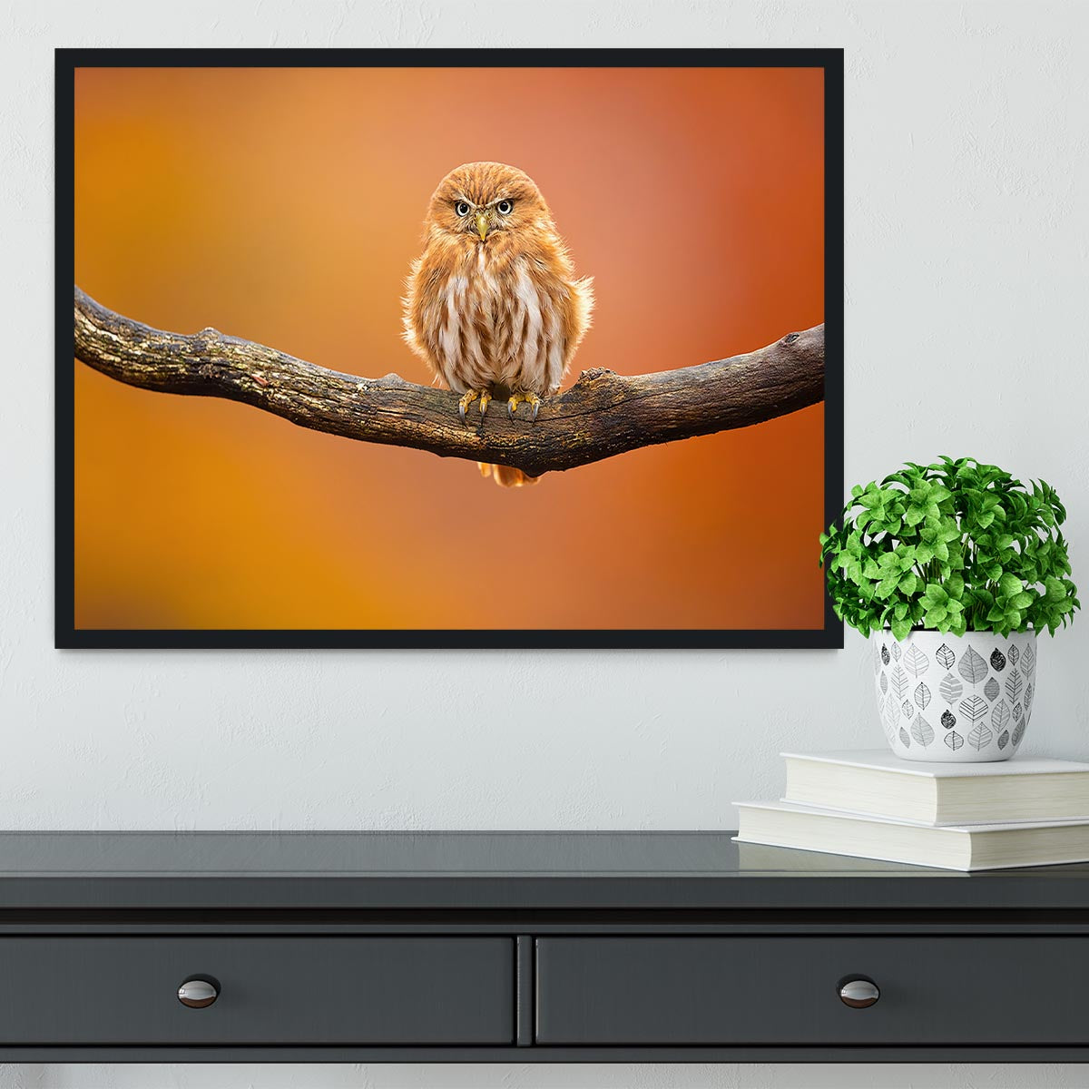 Orange Ferruginous Pygmy Owl Framed Print - Canvas Art Rocks - 2