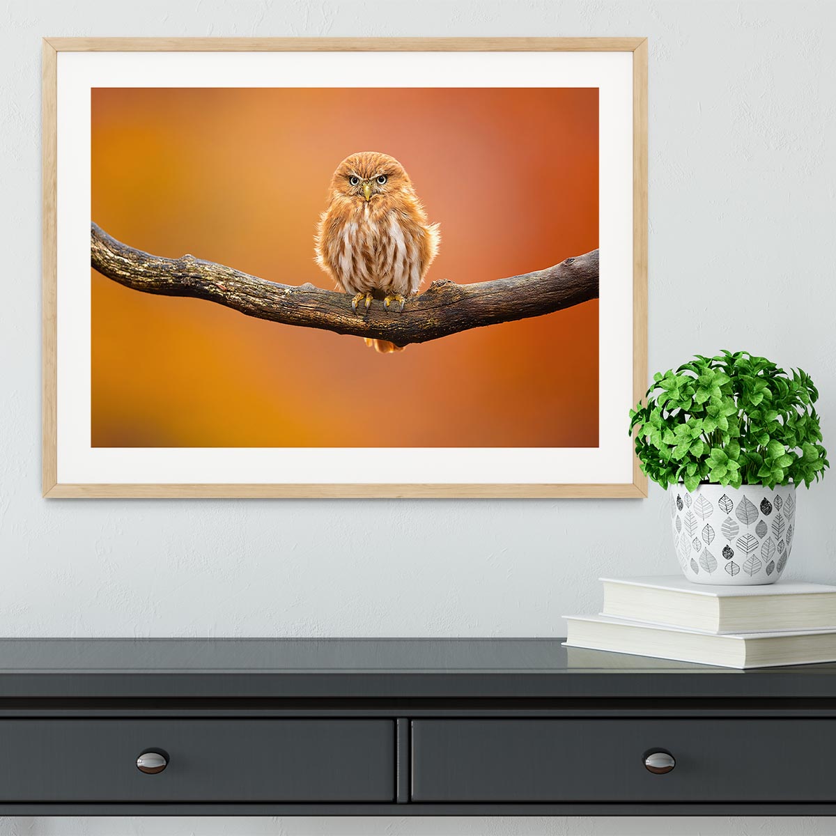 Orange Ferruginous Pygmy Owl Framed Print - Canvas Art Rocks - 3