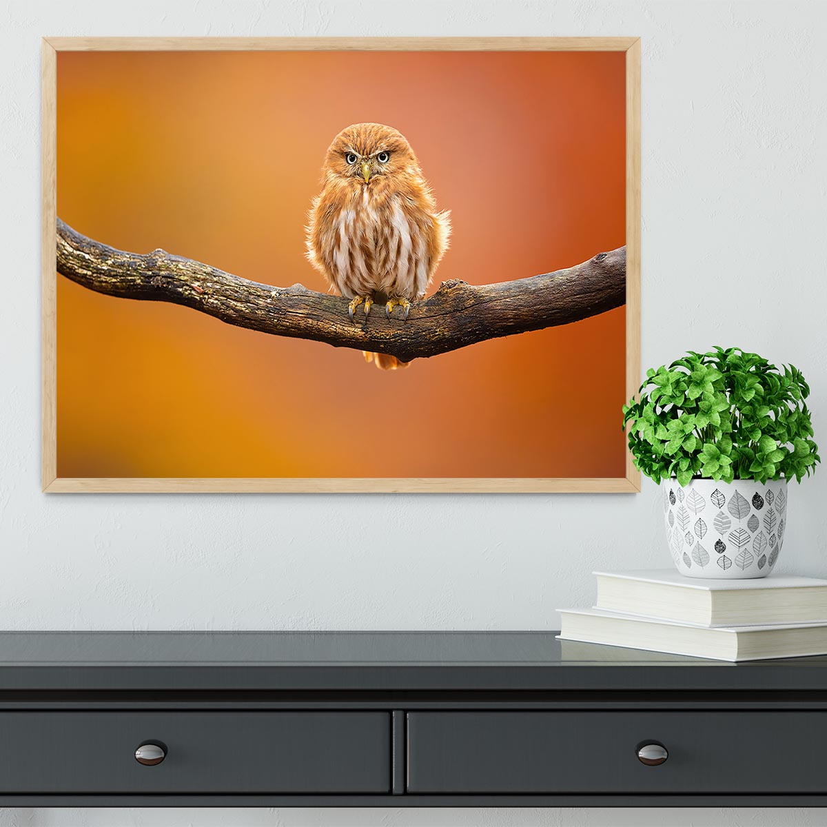Orange Ferruginous Pygmy Owl Framed Print - Canvas Art Rocks - 4