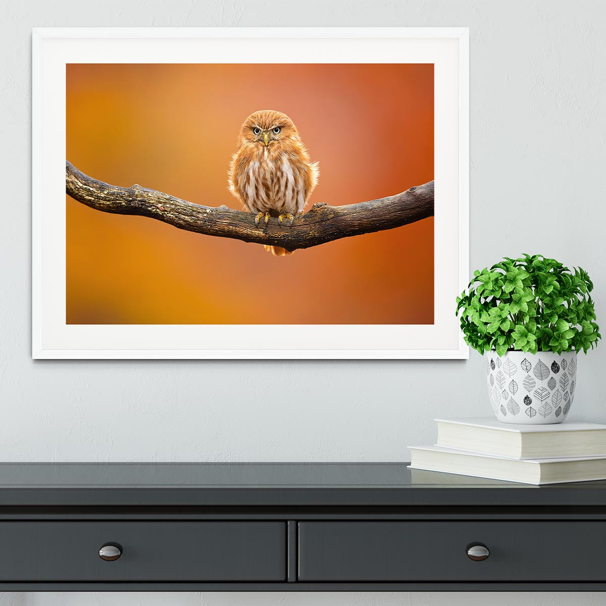 Orange Ferruginous Pygmy Owl Framed Print - Canvas Art Rocks - 5