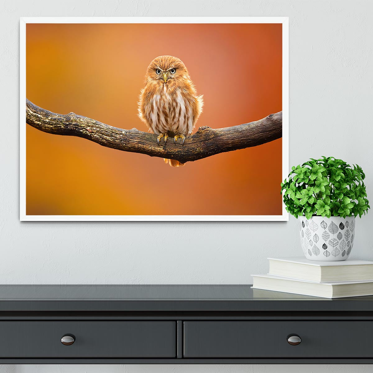 Orange Ferruginous Pygmy Owl Framed Print - Canvas Art Rocks -6
