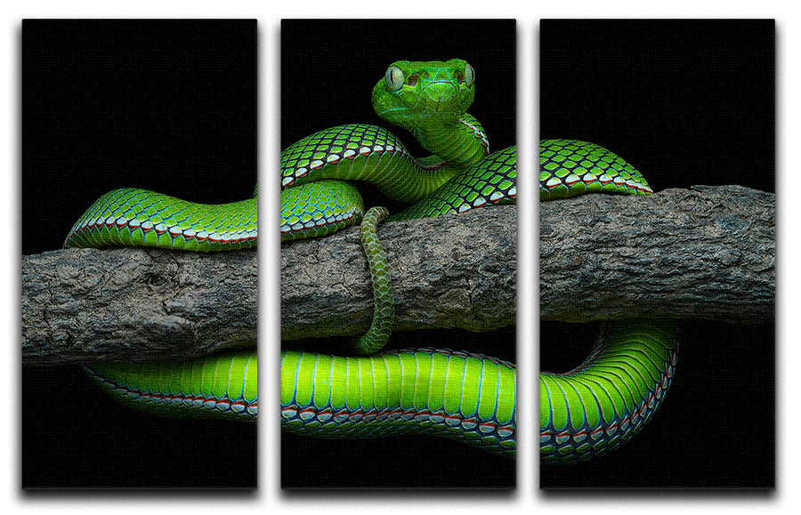 Green Trimeresurus Vogeli Snake 3 Split Panel Canvas Print - Canvas Art Rocks - 1