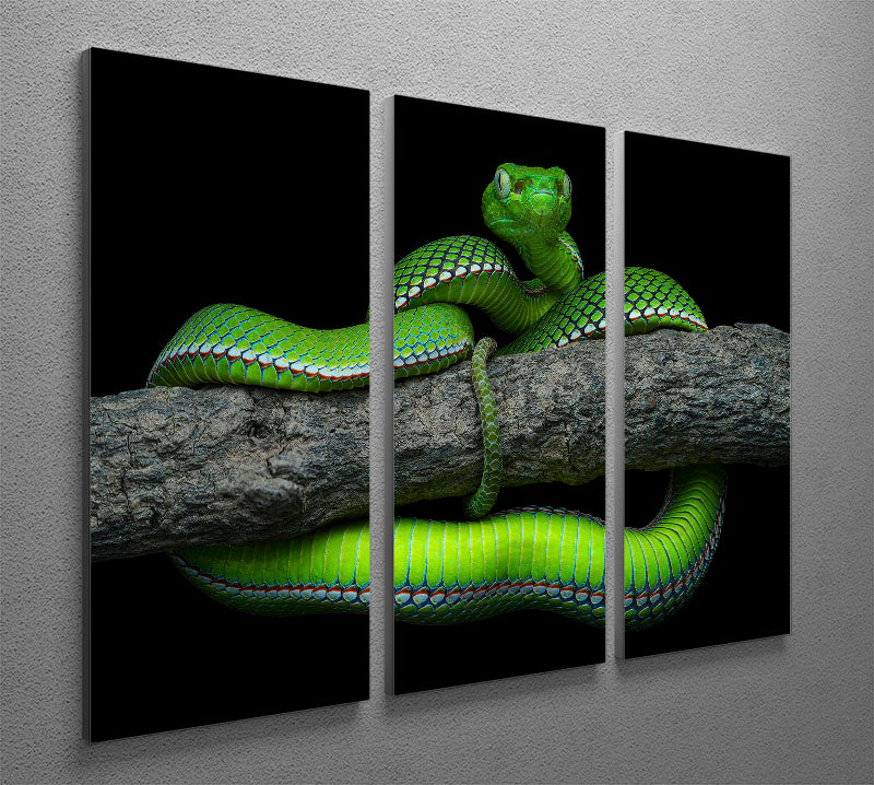 Green Trimeresurus Vogeli Snake 3 Split Panel Canvas Print - Canvas Art Rocks - 2