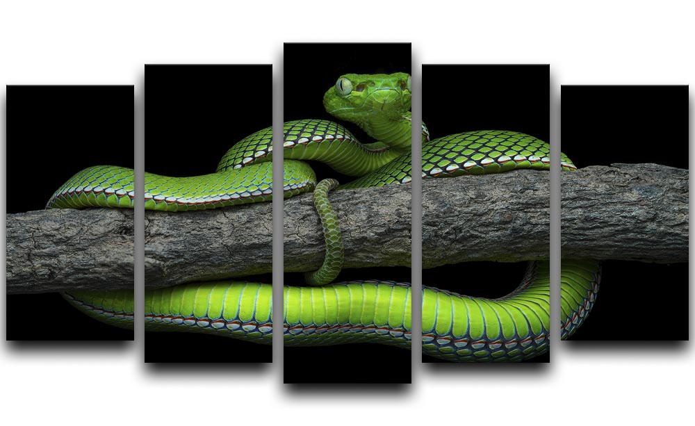 Green Trimeresurus Vogeli Snake 5 Split Panel Canvas - Canvas Art Rocks - 1