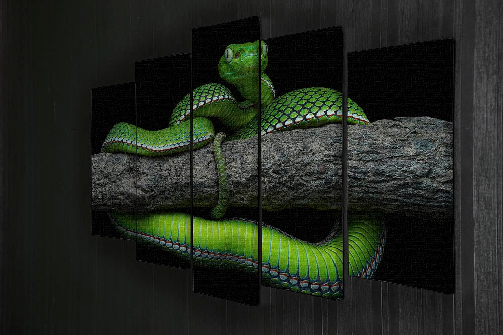 Green Trimeresurus Vogeli Snake 5 Split Panel Canvas - Canvas Art Rocks - 2