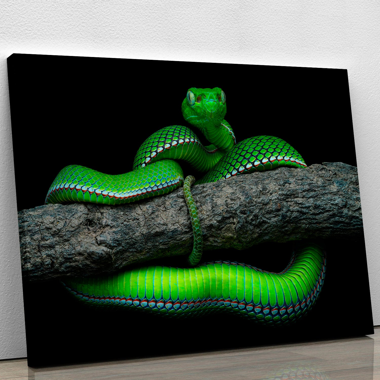 Green Trimeresurus Vogeli Snake Canvas Print or Poster - Canvas Art Rocks - 1