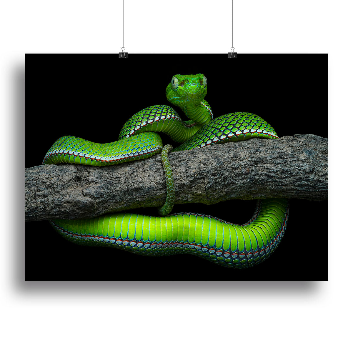 Green Trimeresurus Vogeli Snake Canvas Print or Poster - Canvas Art Rocks - 2