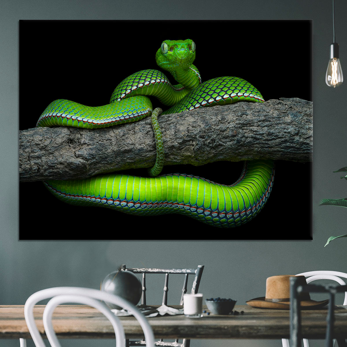 Green Trimeresurus Vogeli Snake Canvas Print or Poster - Canvas Art Rocks - 3