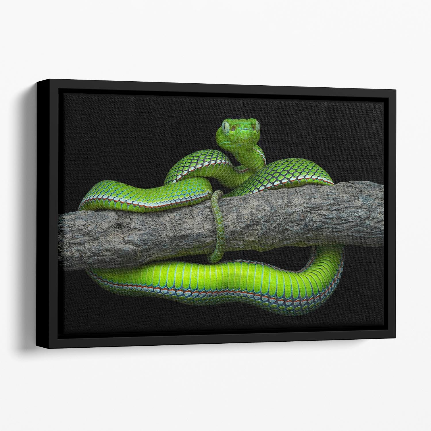 Green Trimeresurus Vogeli Snake Floating Framed Canvas - Canvas Art Rocks - 1