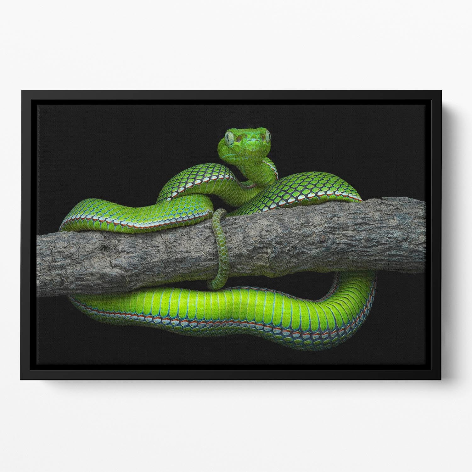 Green Trimeresurus Vogeli Snake Floating Framed Canvas - Canvas Art Rocks - 2