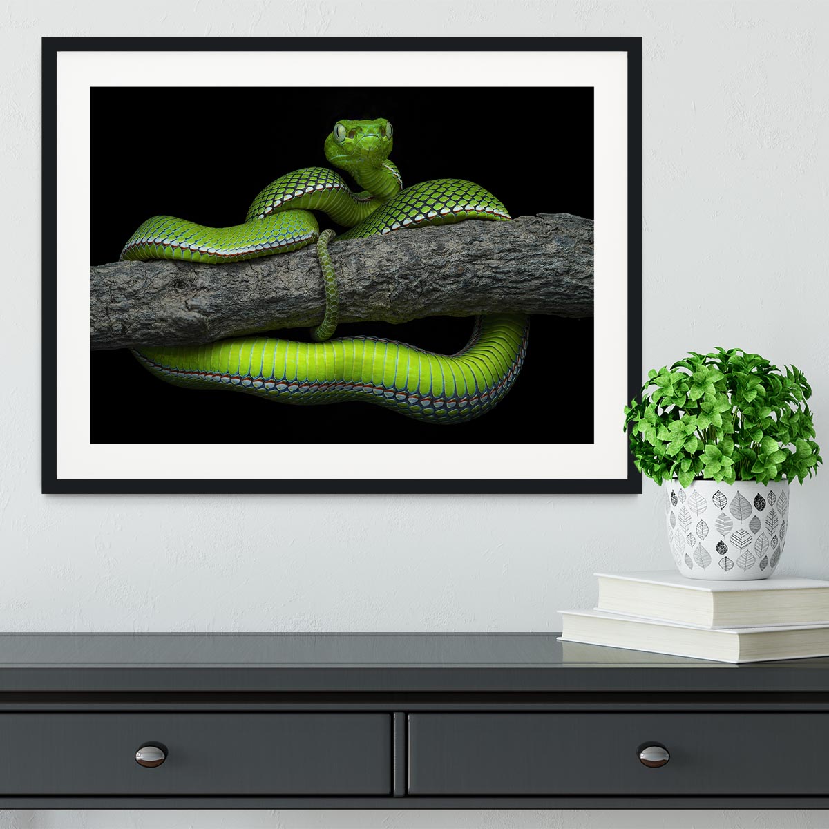 Green Trimeresurus Vogeli Snake Framed Print - Canvas Art Rocks - 1