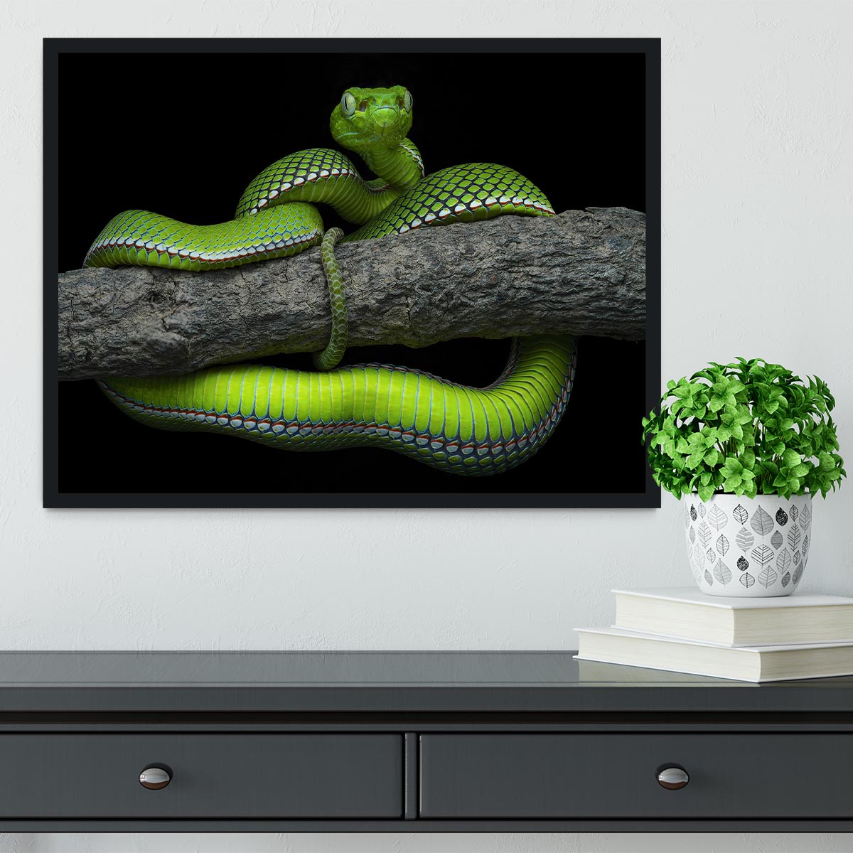 Green Trimeresurus Vogeli Snake Framed Print - Canvas Art Rocks - 2
