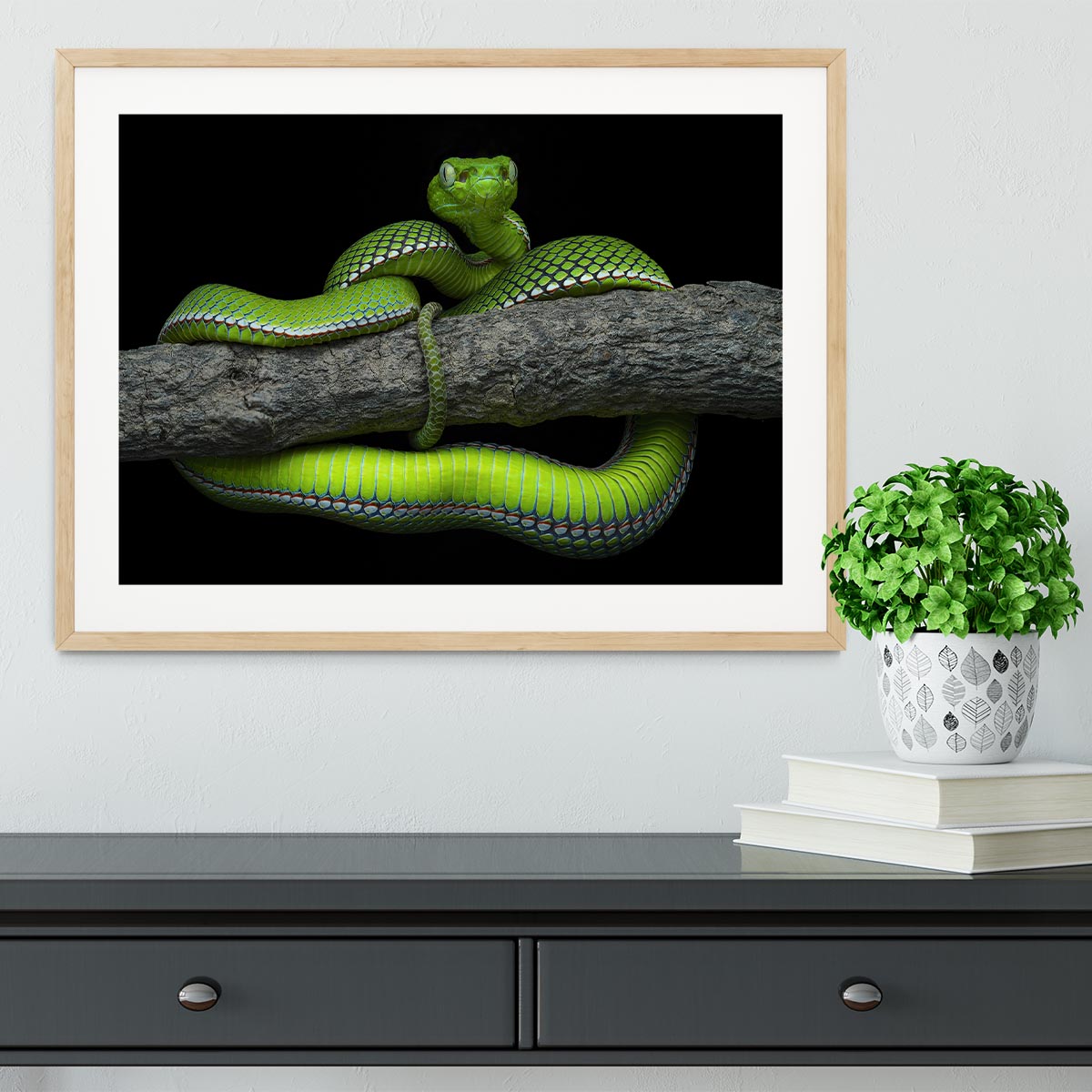 Green Trimeresurus Vogeli Snake Framed Print - Canvas Art Rocks - 3