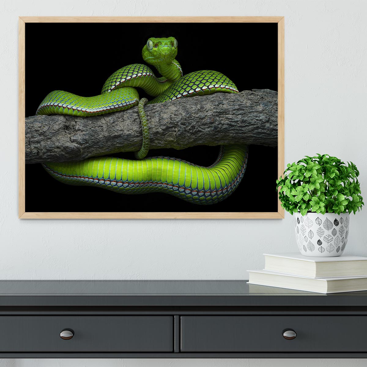 Green Trimeresurus Vogeli Snake Framed Print - Canvas Art Rocks - 4