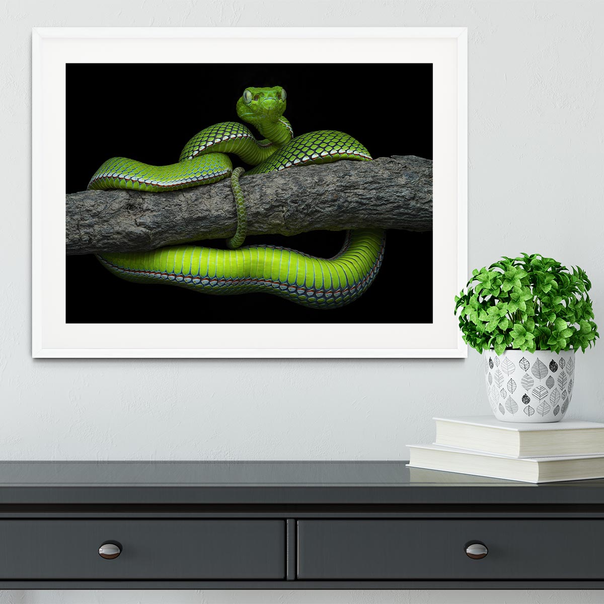 Green Trimeresurus Vogeli Snake Framed Print - Canvas Art Rocks - 5