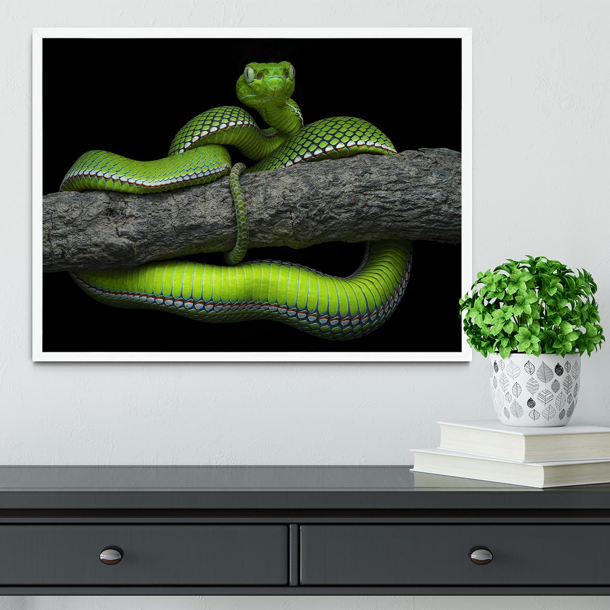 Green Trimeresurus Vogeli Snake Framed Print - Canvas Art Rocks -6