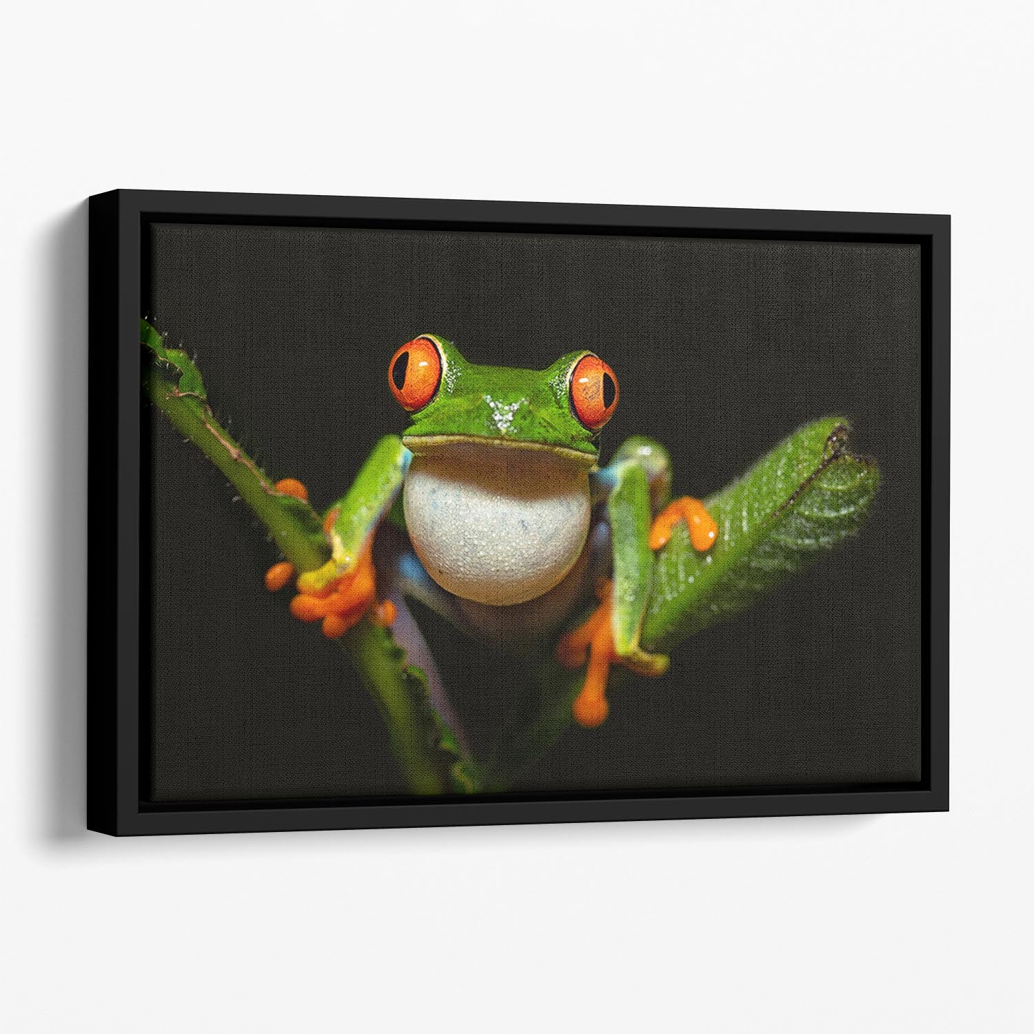 Red-eyed tree frog Floating Framed Canvas - Canvas Art Rocks - 1