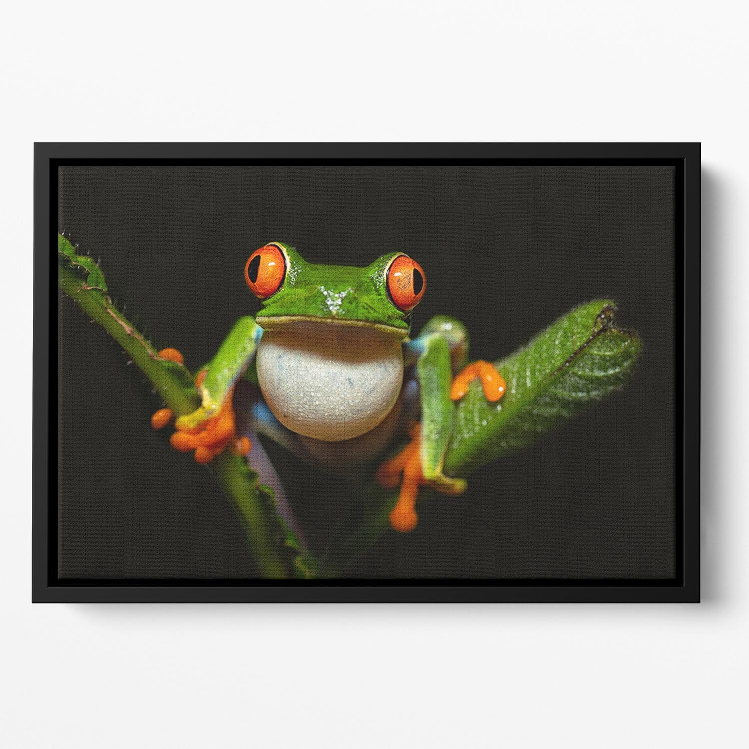 Red-eyed tree frog Floating Framed Canvas - Canvas Art Rocks - 2