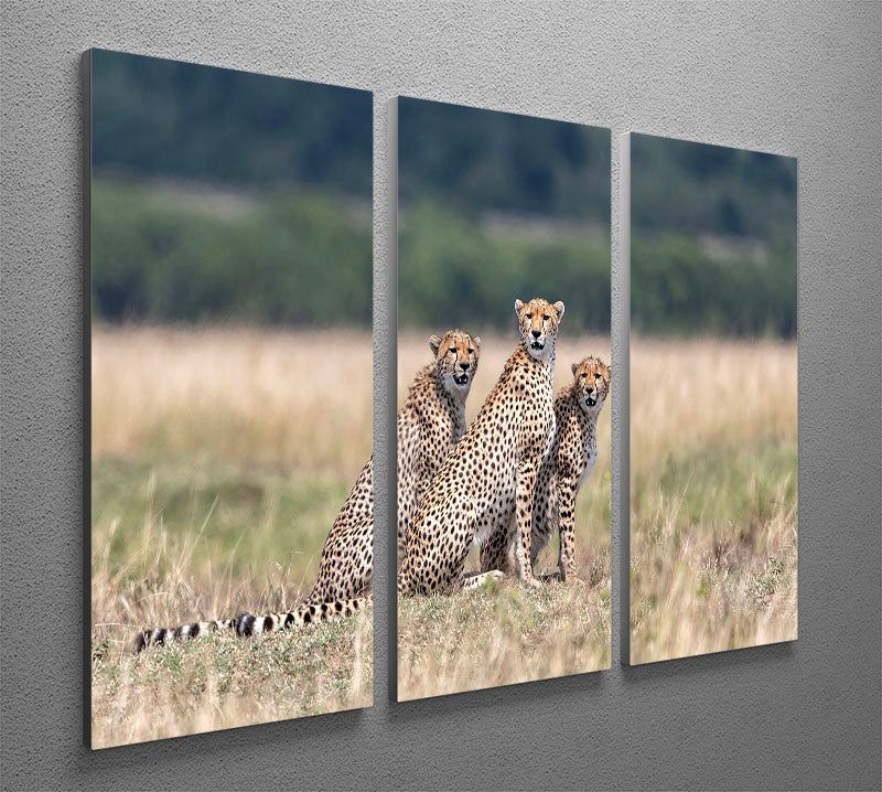 Three Cheetahs 3 Split Panel Canvas Print - Canvas Art Rocks - 2