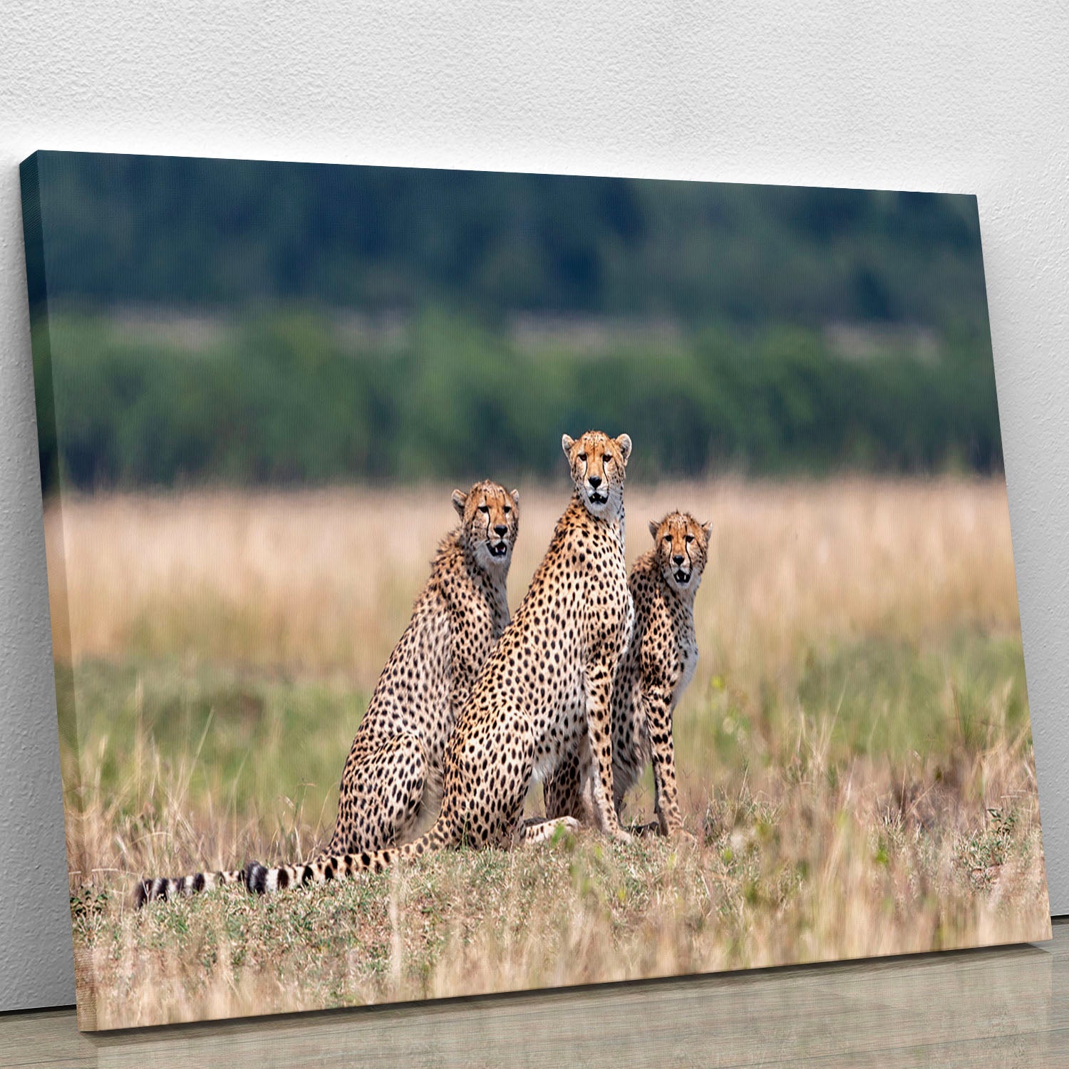 Three Cheetahs Canvas Print or Poster - Canvas Art Rocks - 1