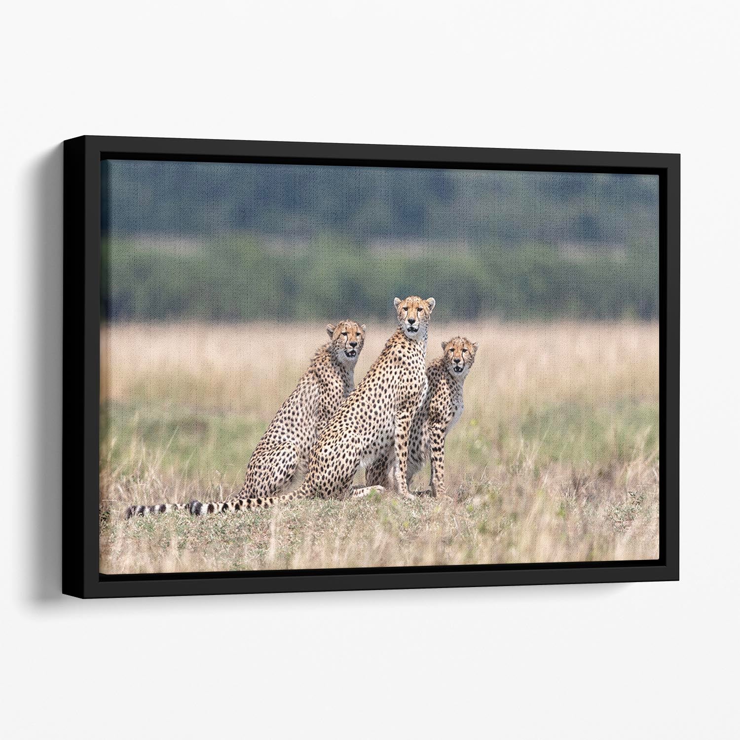 Three Cheetahs Floating Framed Canvas - Canvas Art Rocks - 1