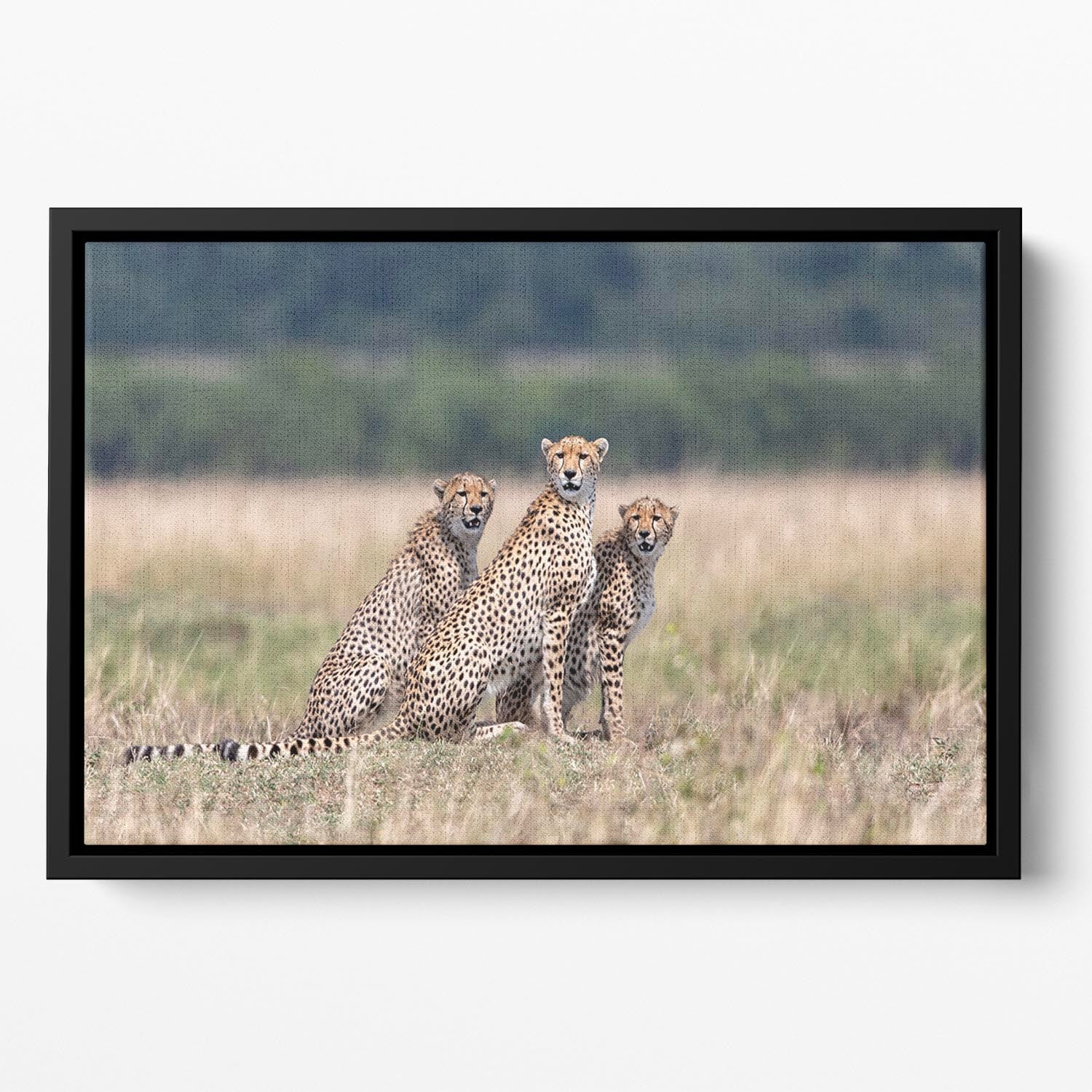 Three Cheetahs Floating Framed Canvas - Canvas Art Rocks - 2