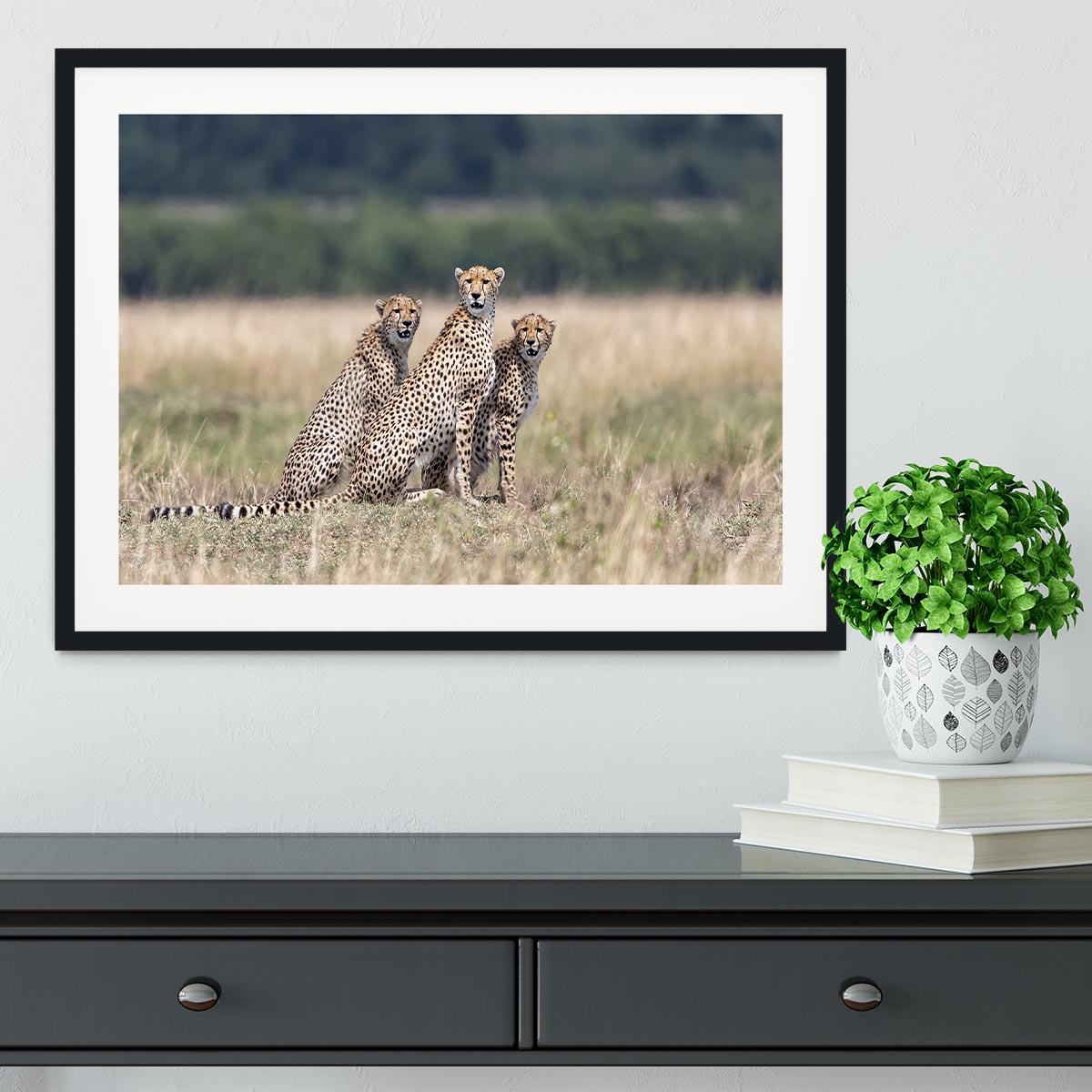 Three Cheetahs Framed Print - Canvas Art Rocks - 1