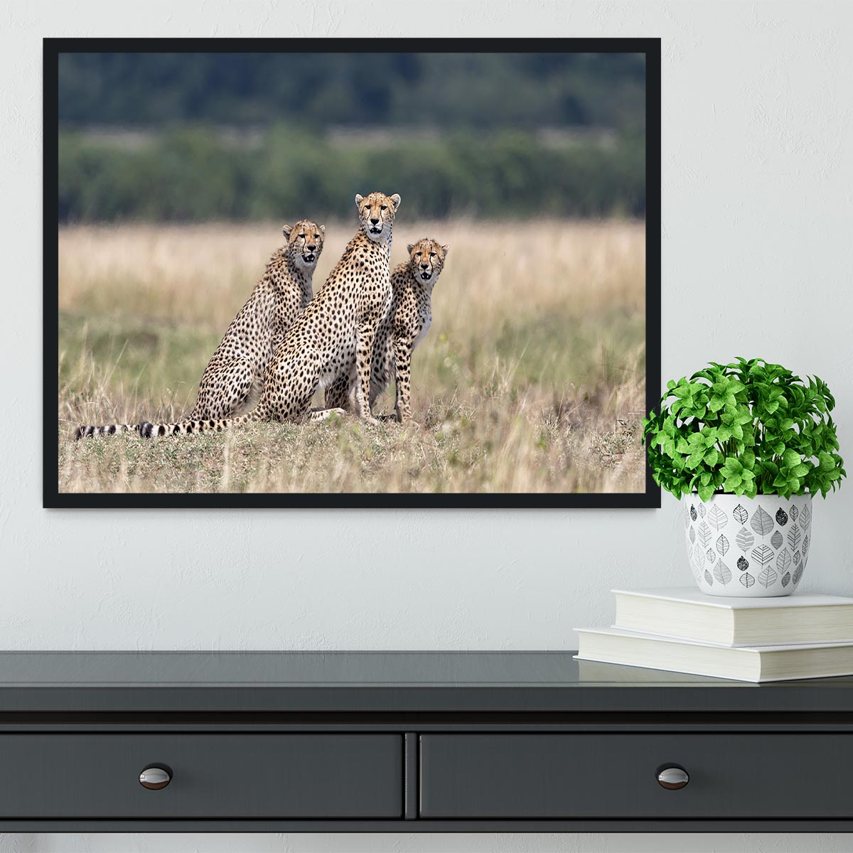 Three Cheetahs Framed Print - Canvas Art Rocks - 2