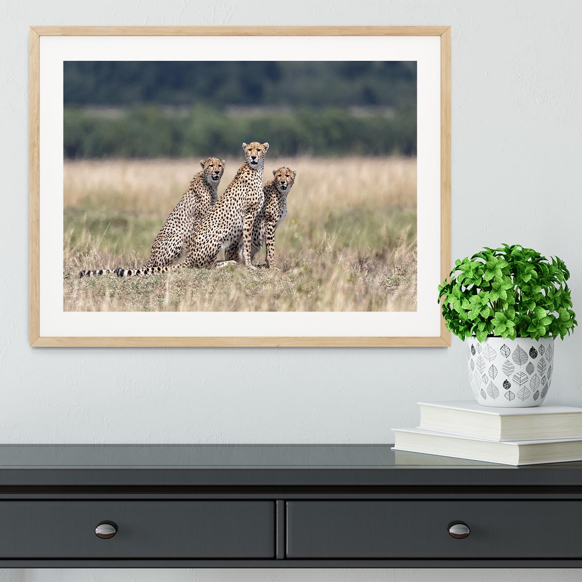 Three Cheetahs Framed Print - Canvas Art Rocks - 3