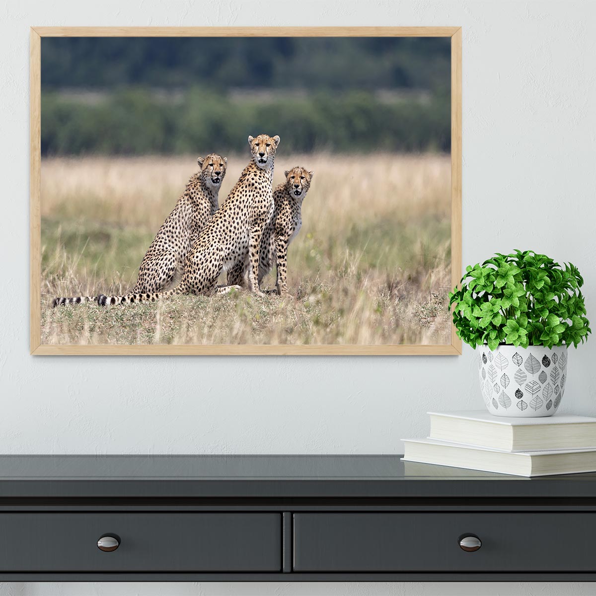 Three Cheetahs Framed Print - Canvas Art Rocks - 4