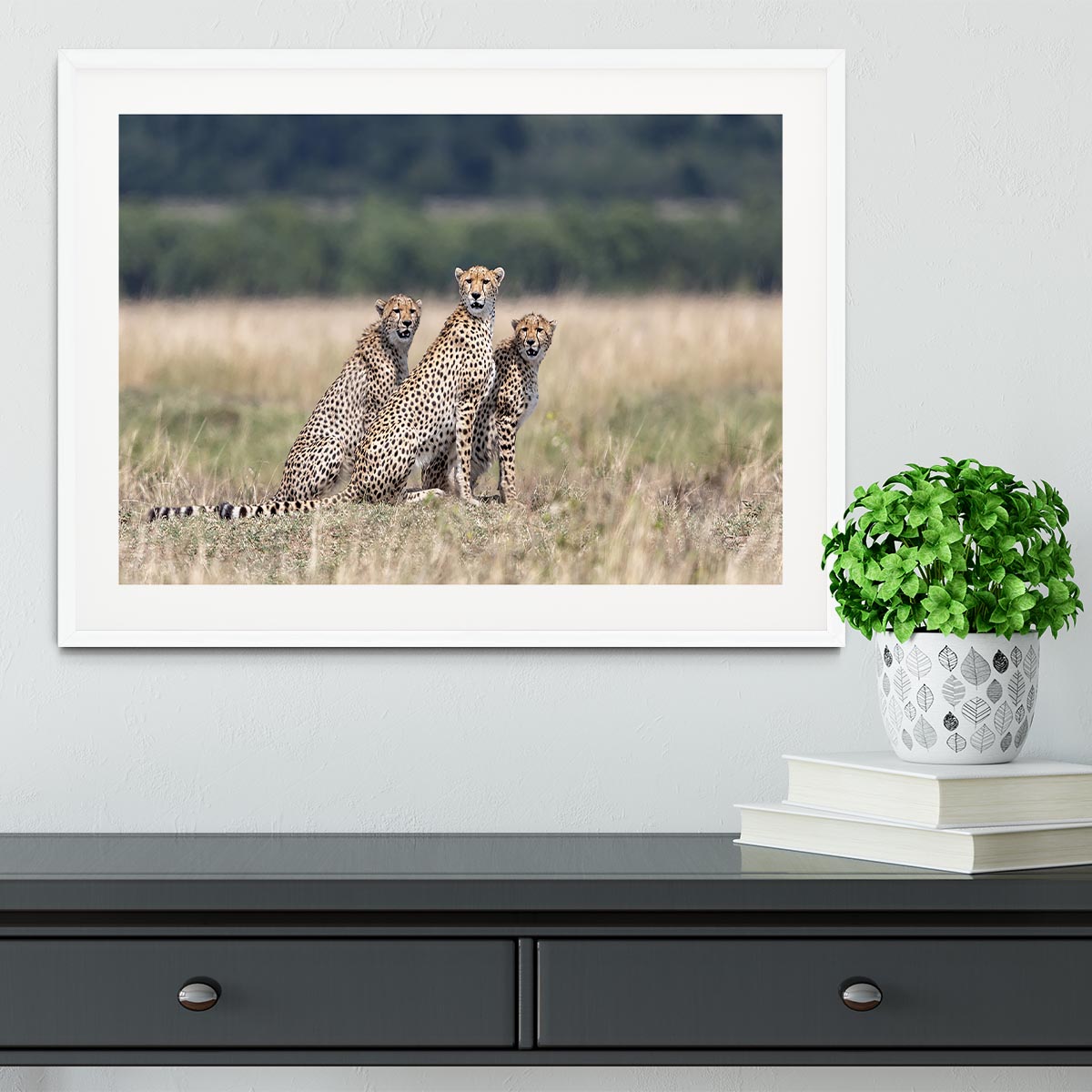 Three Cheetahs Framed Print - Canvas Art Rocks - 5