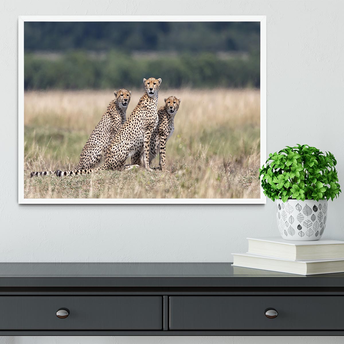 Three Cheetahs Framed Print - Canvas Art Rocks -6
