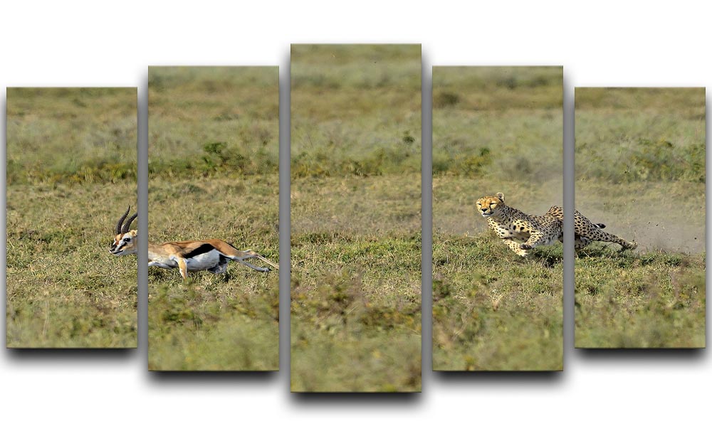 Cheetah Hunting 5 Split Panel Canvas - Canvas Art Rocks - 1