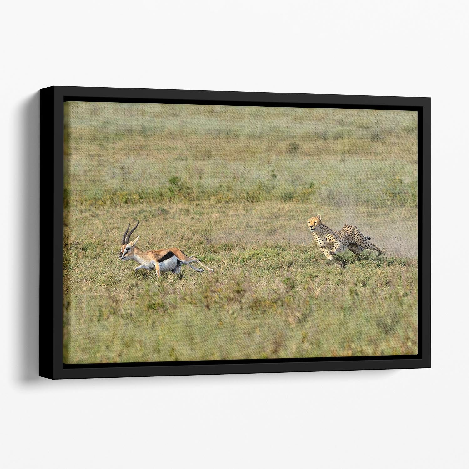 Cheetah Hunting Floating Framed Canvas - Canvas Art Rocks - 1