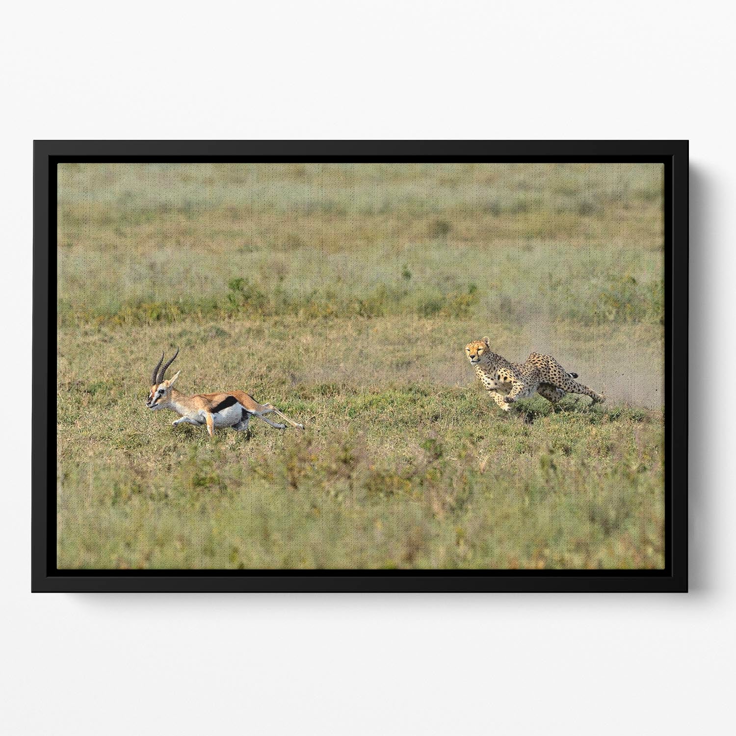 Cheetah Hunting Floating Framed Canvas - Canvas Art Rocks - 2