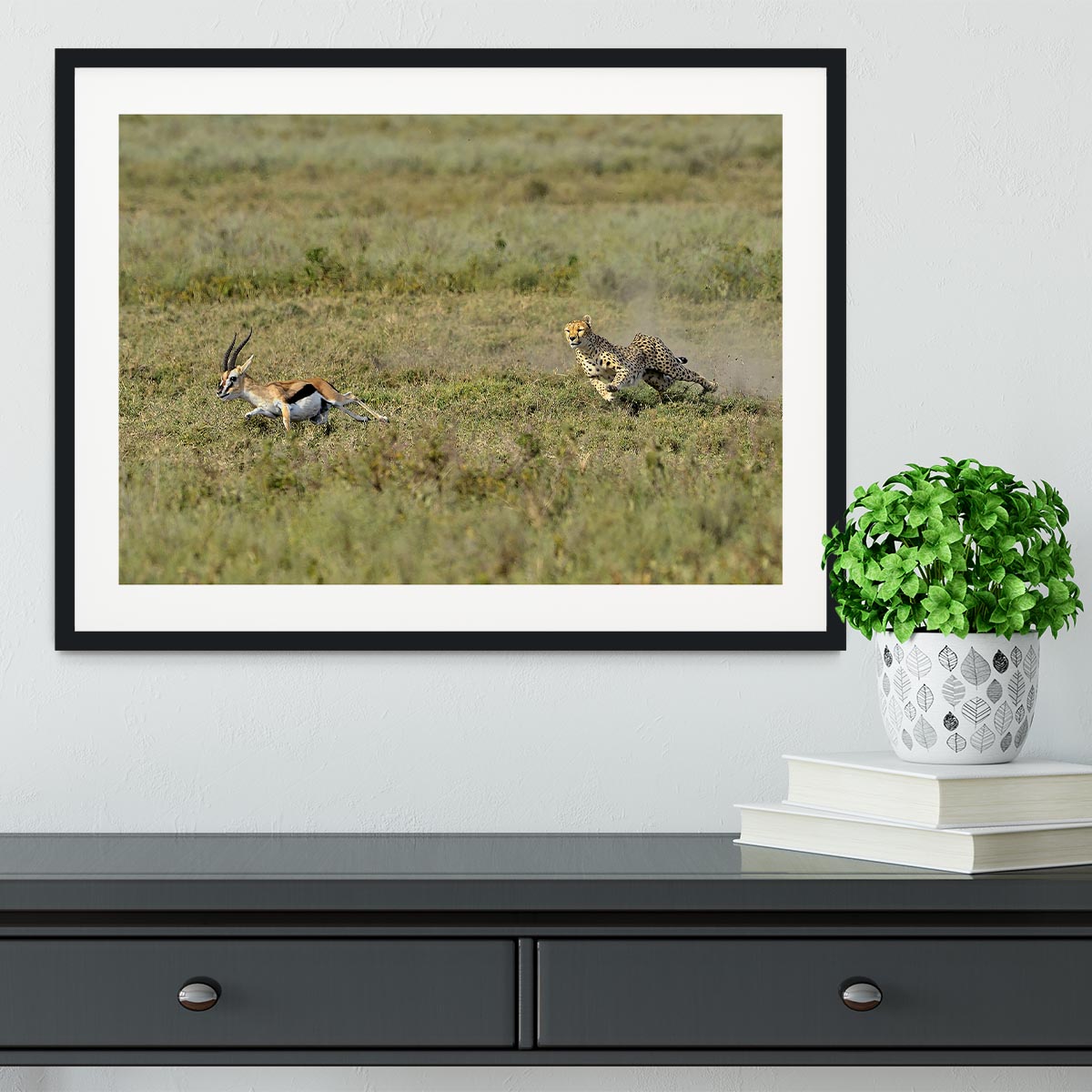 Cheetah Hunting Framed Print - Canvas Art Rocks - 1