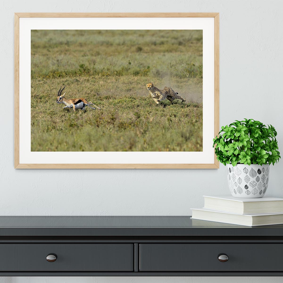 Cheetah Hunting Framed Print - Canvas Art Rocks - 3
