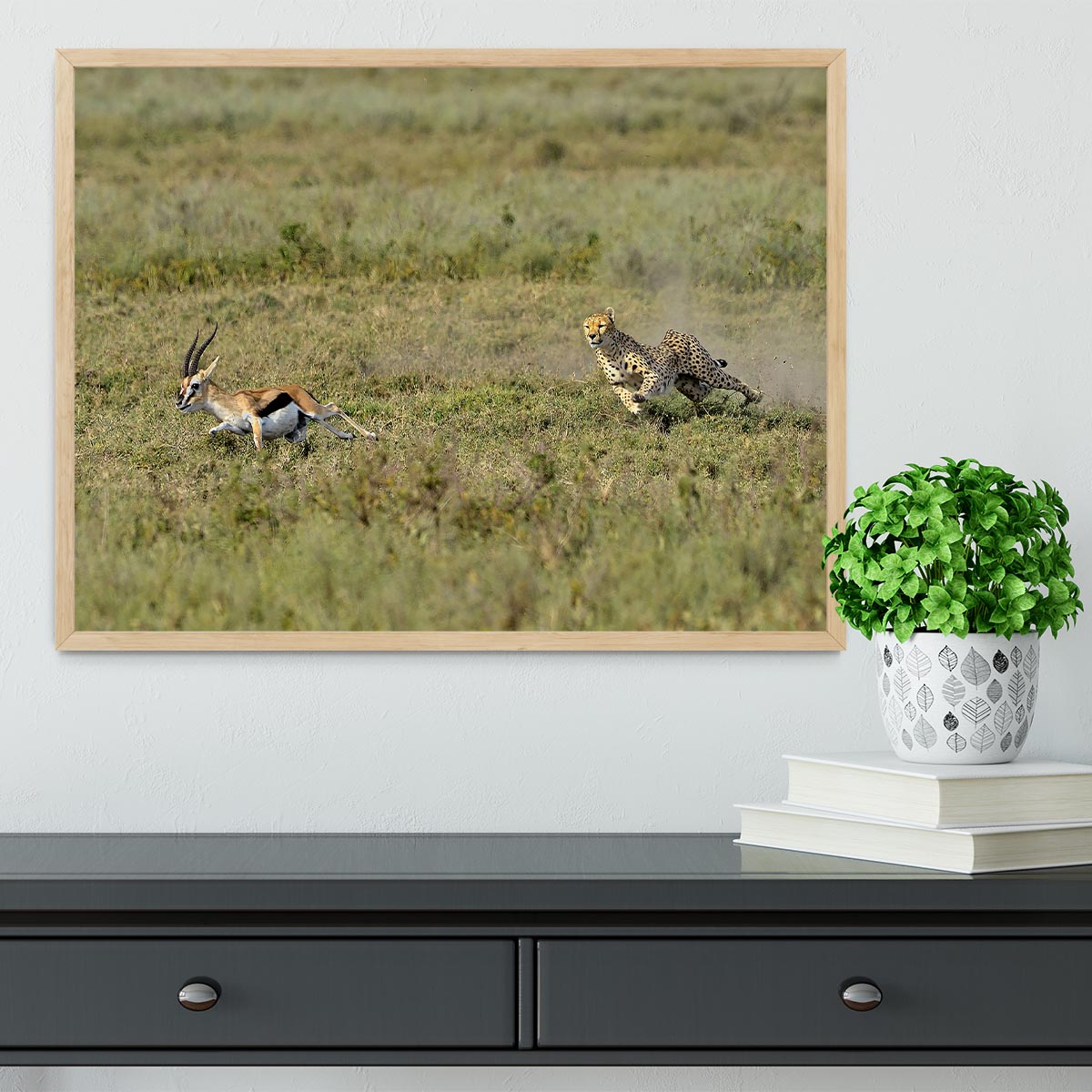 Cheetah Hunting Framed Print - Canvas Art Rocks - 4
