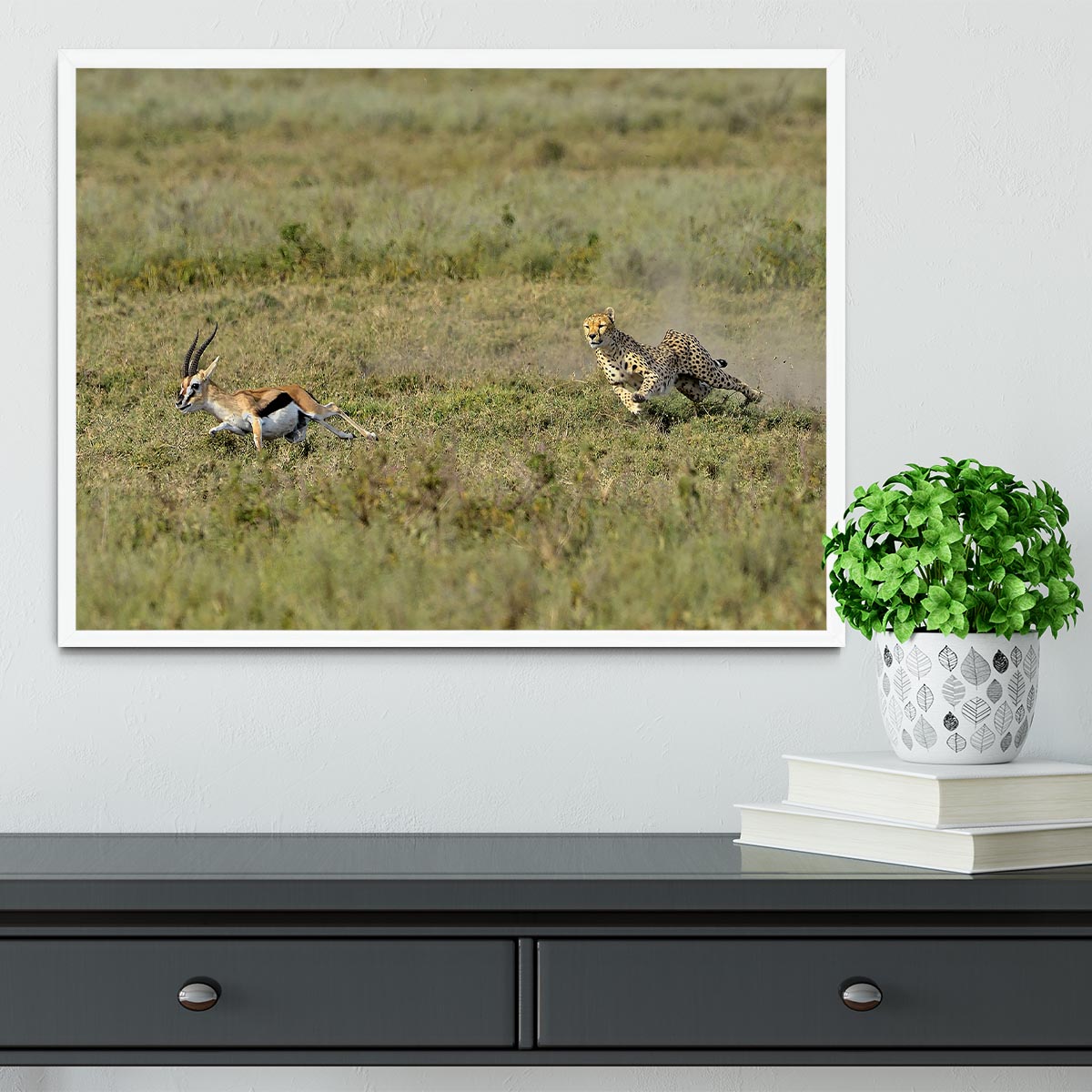 Cheetah Hunting Framed Print - Canvas Art Rocks -6