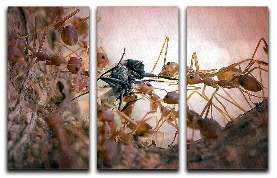 Close p Of Insects 3 Split Panel Canvas Print - Canvas Art Rocks - 1