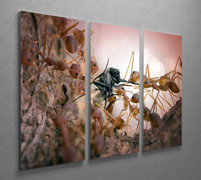 Close p Of Insects 3 Split Panel Canvas Print - Canvas Art Rocks - 2