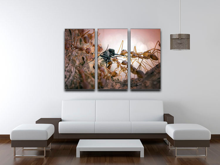Close p Of Insects 3 Split Panel Canvas Print - Canvas Art Rocks - 3