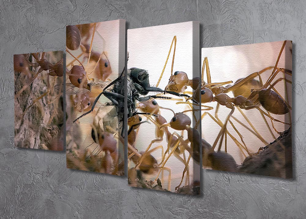 Close p Of Insects 4 Split Panel Canvas - Canvas Art Rocks - 2