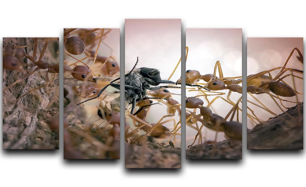 Close p Of Insects 5 Split Panel Canvas - Canvas Art Rocks - 1