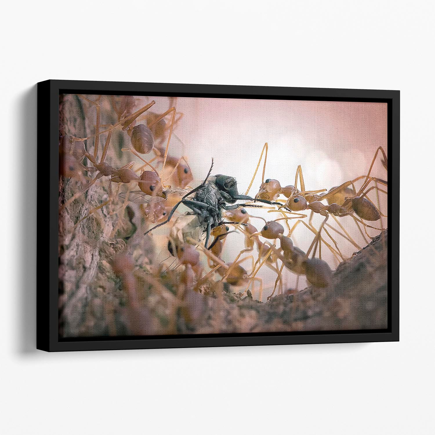 Close p Of Insects Floating Framed Canvas - Canvas Art Rocks - 1