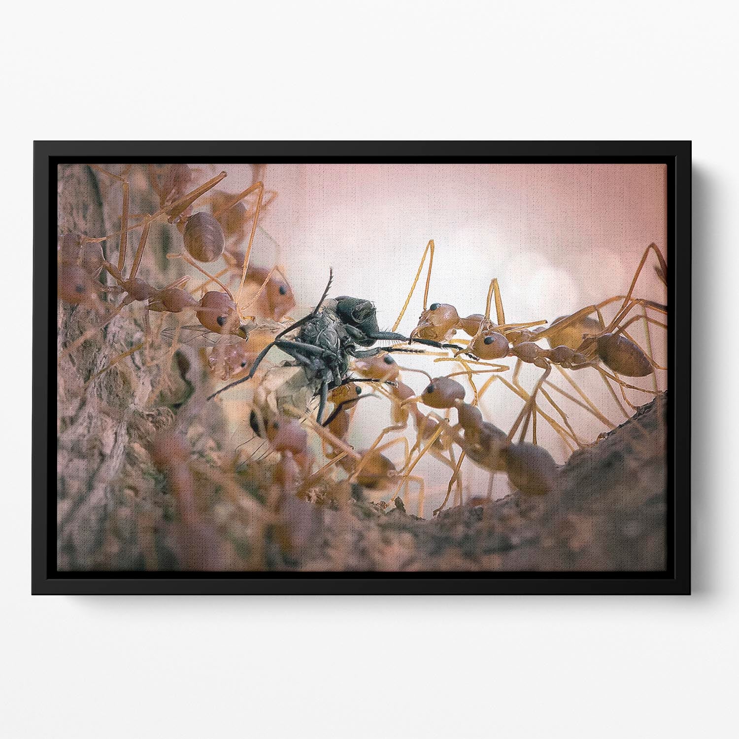 Close p Of Insects Floating Framed Canvas - Canvas Art Rocks - 2