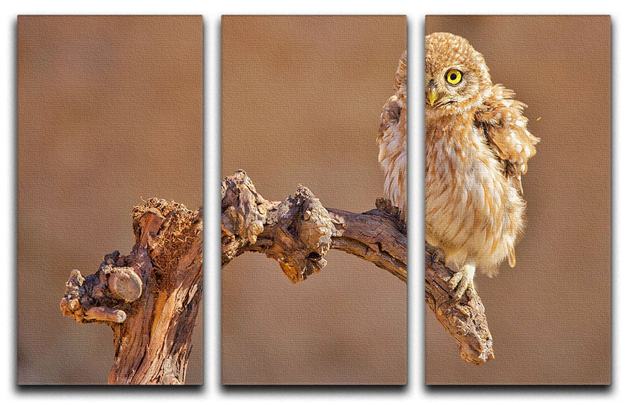 Little Owl On A Branch 3 Split Panel Canvas Print - Canvas Art Rocks - 1