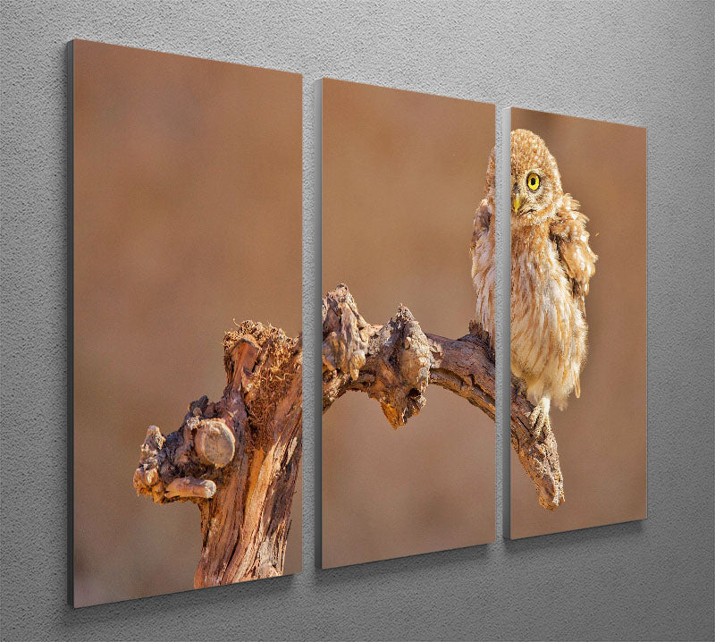 Little Owl On A Branch 3 Split Panel Canvas Print - Canvas Art Rocks - 2