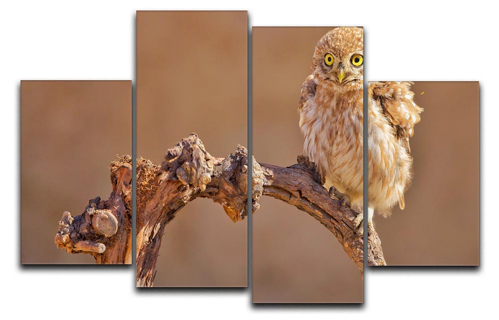 Little Owl On A Branch 4 Split Panel Canvas - Canvas Art Rocks - 1