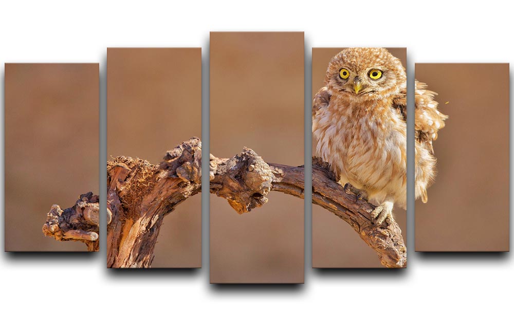 Little Owl On A Branch 5 Split Panel Canvas - Canvas Art Rocks - 1